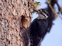 IMG 2035c  Black-backed Woodpecker (Picoides arcticus) - female at nest